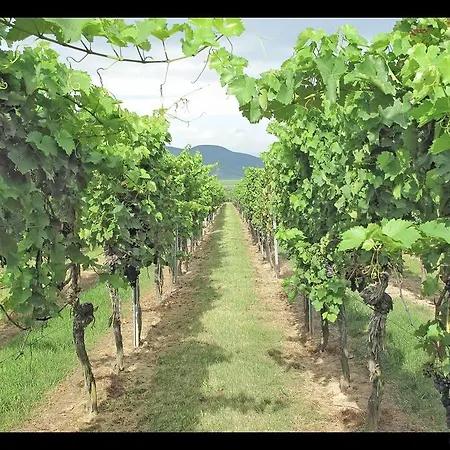 Gaestehaus Weingut Glas Pensión Neustadt an der Weinstraße