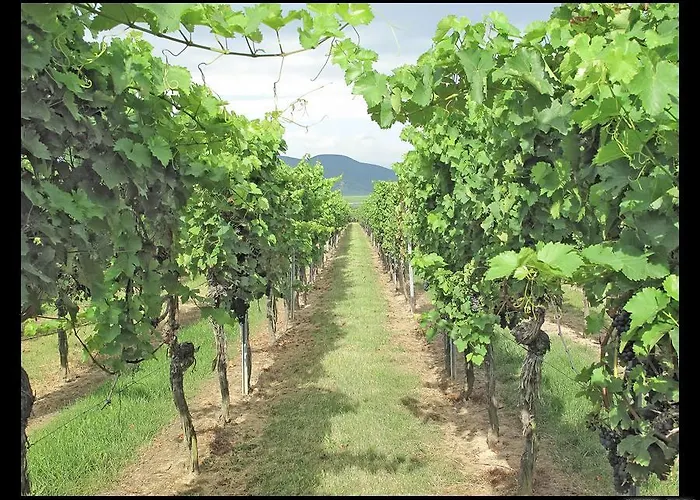 Gaestehaus Weingut Glas Casa de hóspedes Neustadt an der Weinstraße